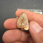 Phytosaur tooth-New Mexico 003