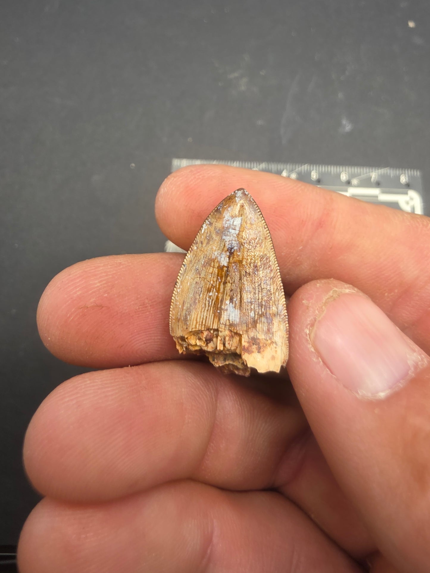 Phytosaur tooth-New Mexico 003