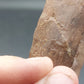 Hadrosaur Chevron-Texas