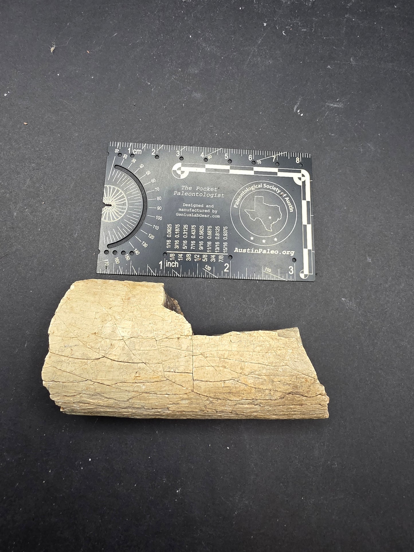 Partial Triceratops Rib on Stand-Montana 02