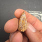 Phytosaur tooth-New Mexico 003