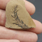 Metasequoia Leaf-Montana 08