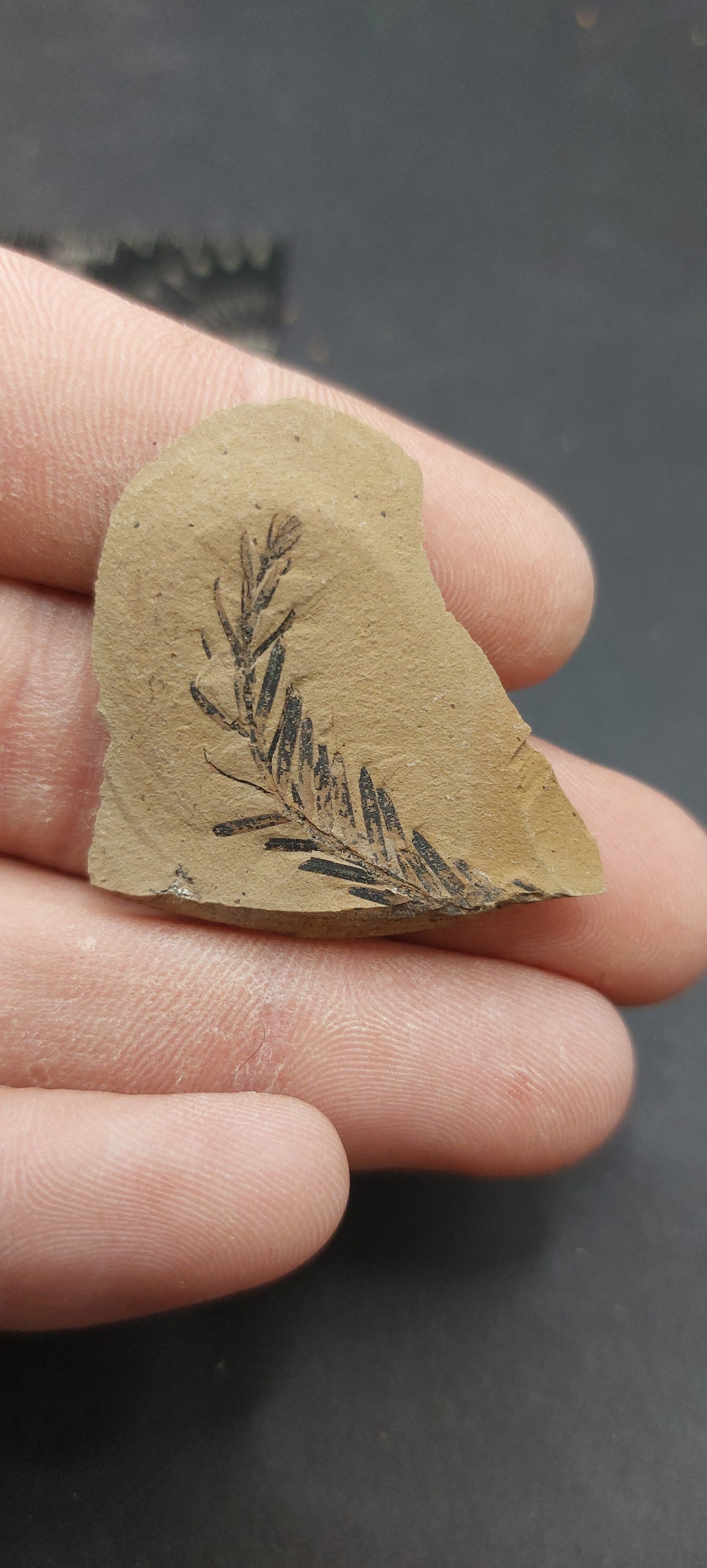 Metasequoia Leaf-Montana 08