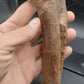 Hadrosaur Chevron-Texas