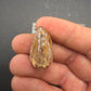Phytosaur tooth-New Mexico 003