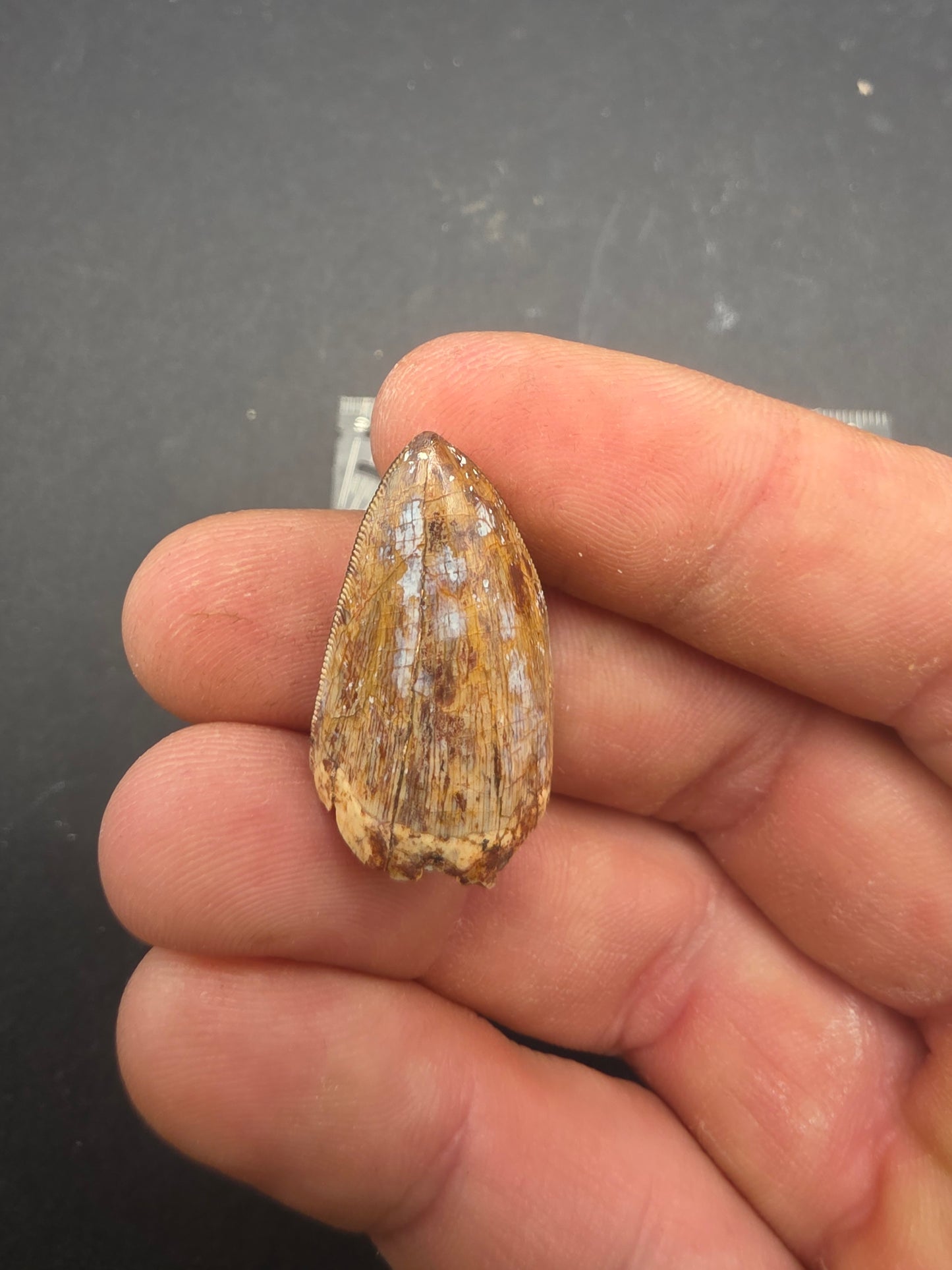 Phytosaur tooth-New Mexico 003