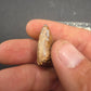 Phytosaur tooth-New Mexico 003