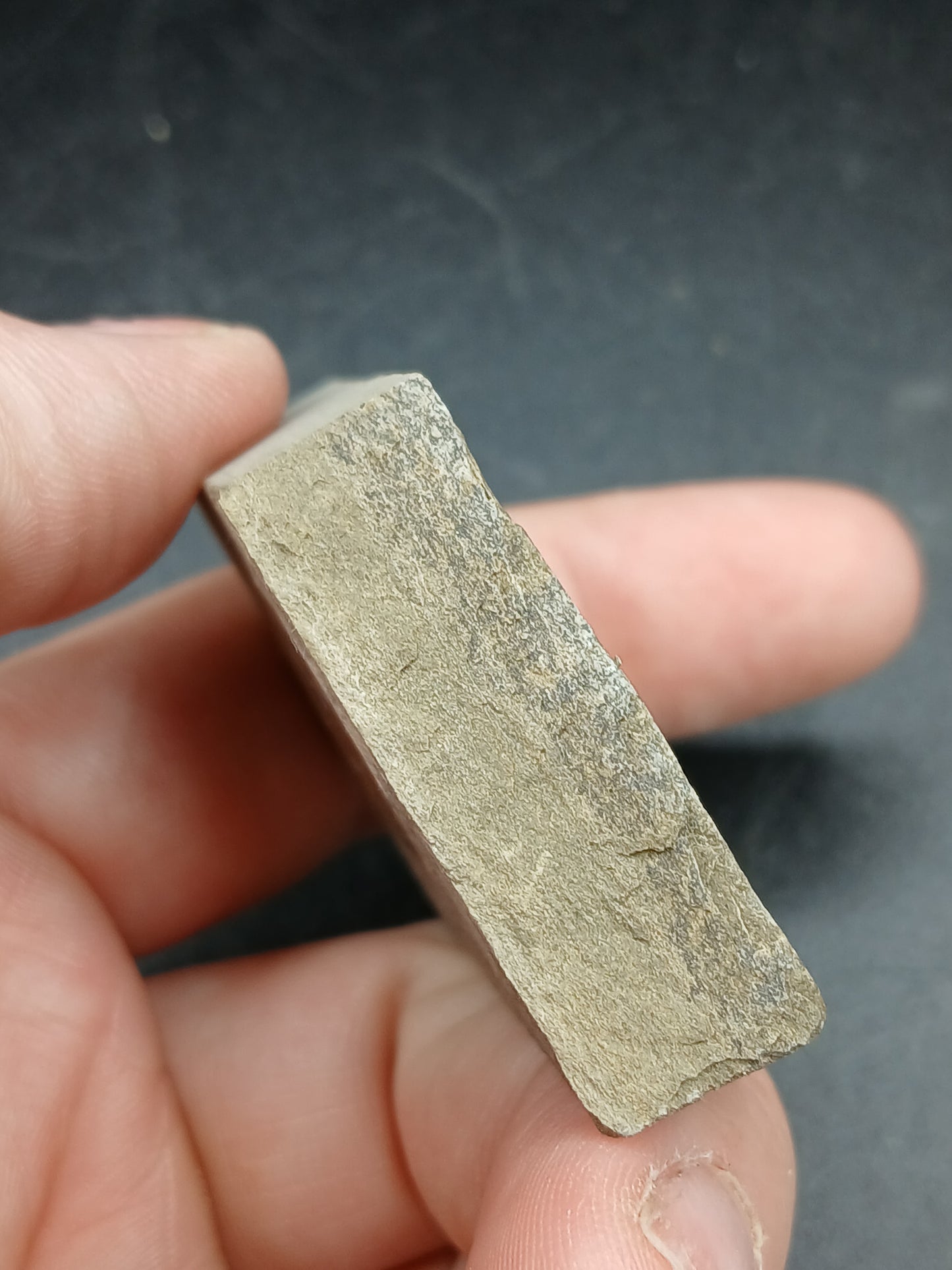 Anthracoceras beargulchensis-Montana-BG74