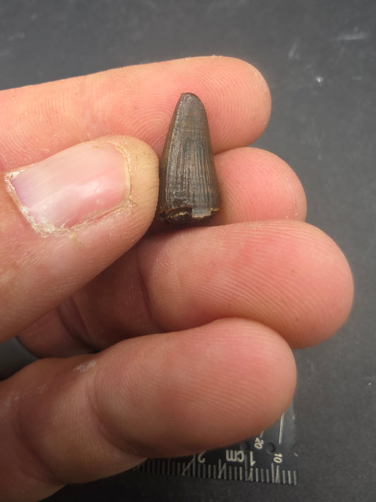 Deinosuchus riograndensis Tooth-Texas 03