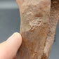 Hadrosaur Chevron-Texas