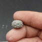 Goniophorus sp.-Texas 04
