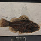 Priscacara serrata-Wyoming