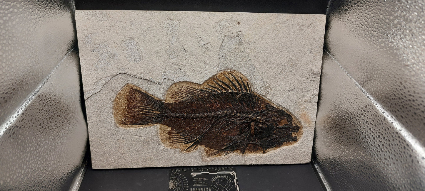 Priscacara serrata-Wyoming