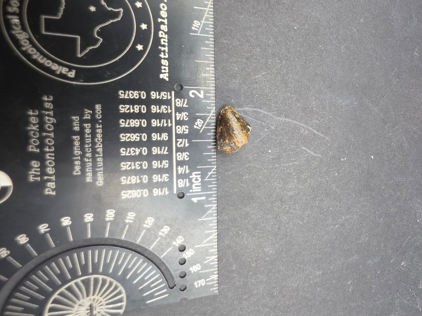 Allosaurus sp. Tooth-Colorado 002