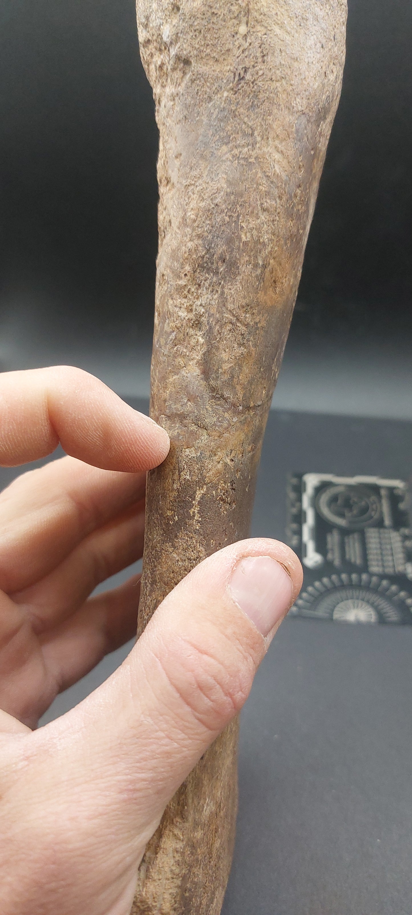 Plesiosaur Femur-Texas