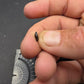 Thescelosaurus Tooth-Montana 03