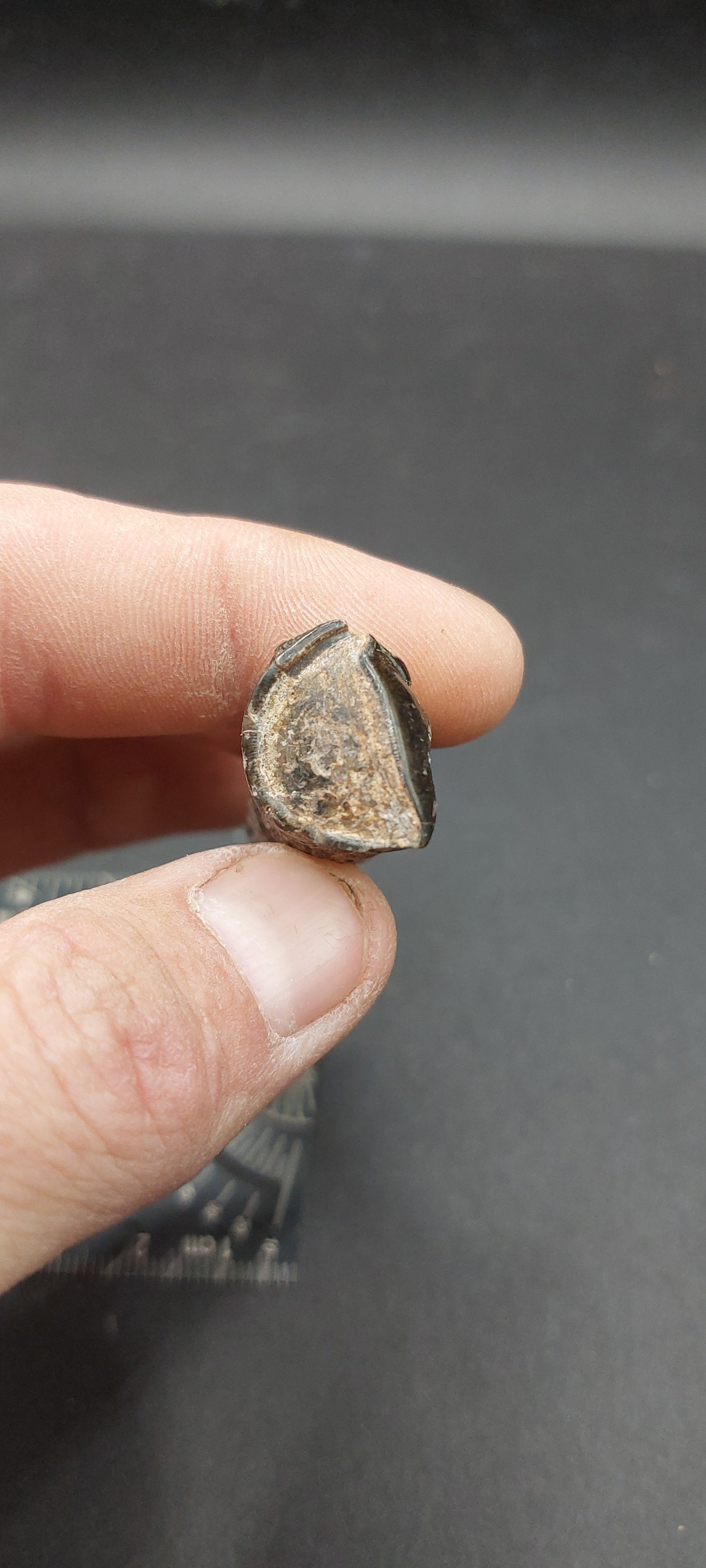 Coryphodon sp. Tooth-Wyoming 05