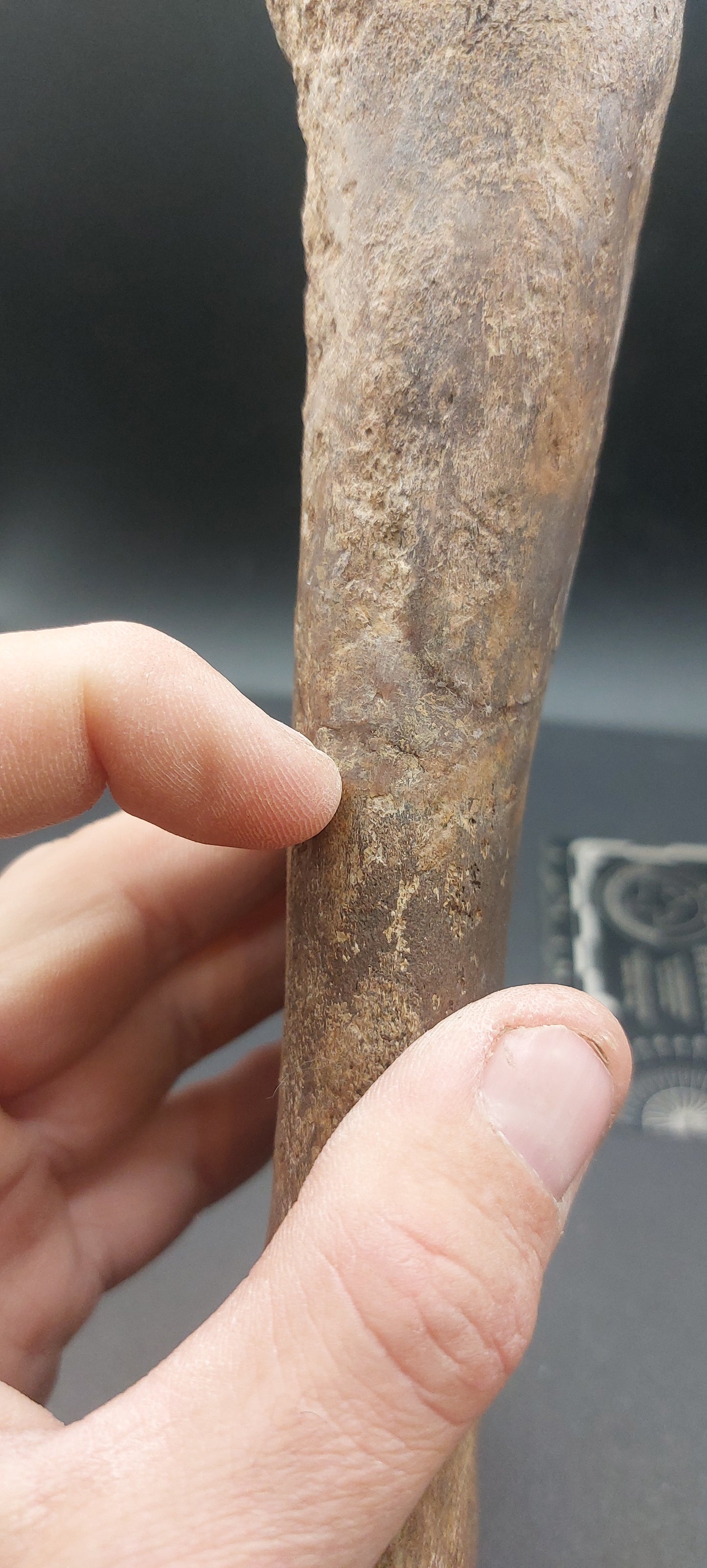 Plesiosaur Femur-Texas