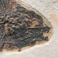 Priscacara serrata-Wyoming