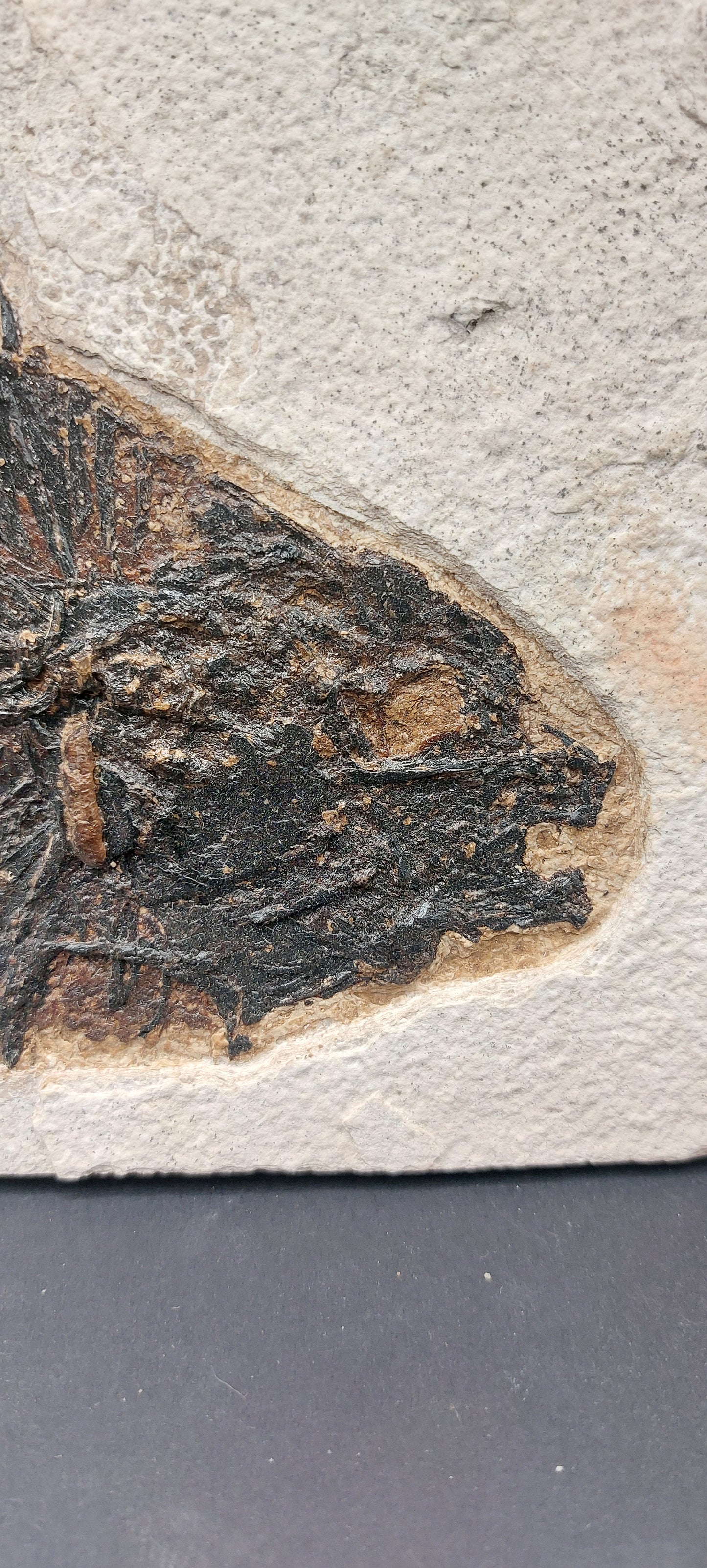 Priscacara serrata-Wyoming