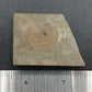 Anthracoceras beargulchensis-Montana-BG74