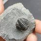 Gerastos sp.-Morocco 04