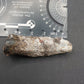 Coryphodon sp. Tooth-Wyoming 05