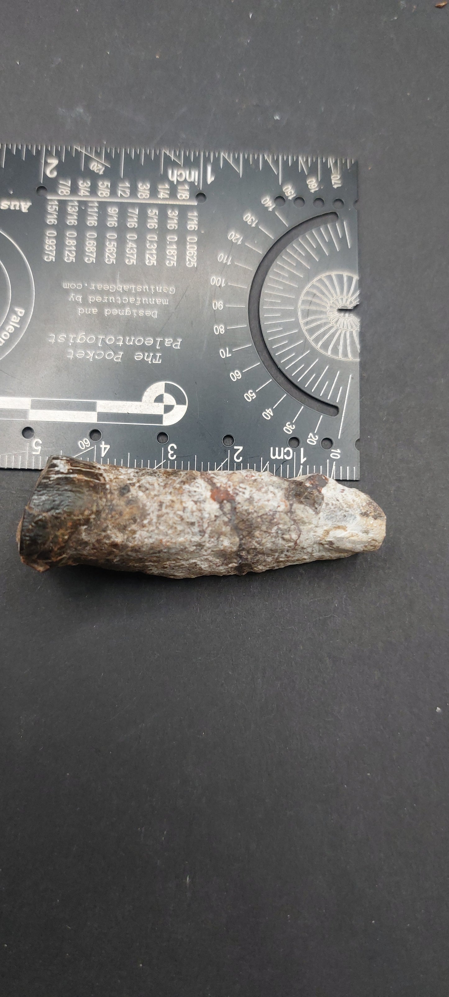 Coryphodon sp. Tooth-Wyoming 05