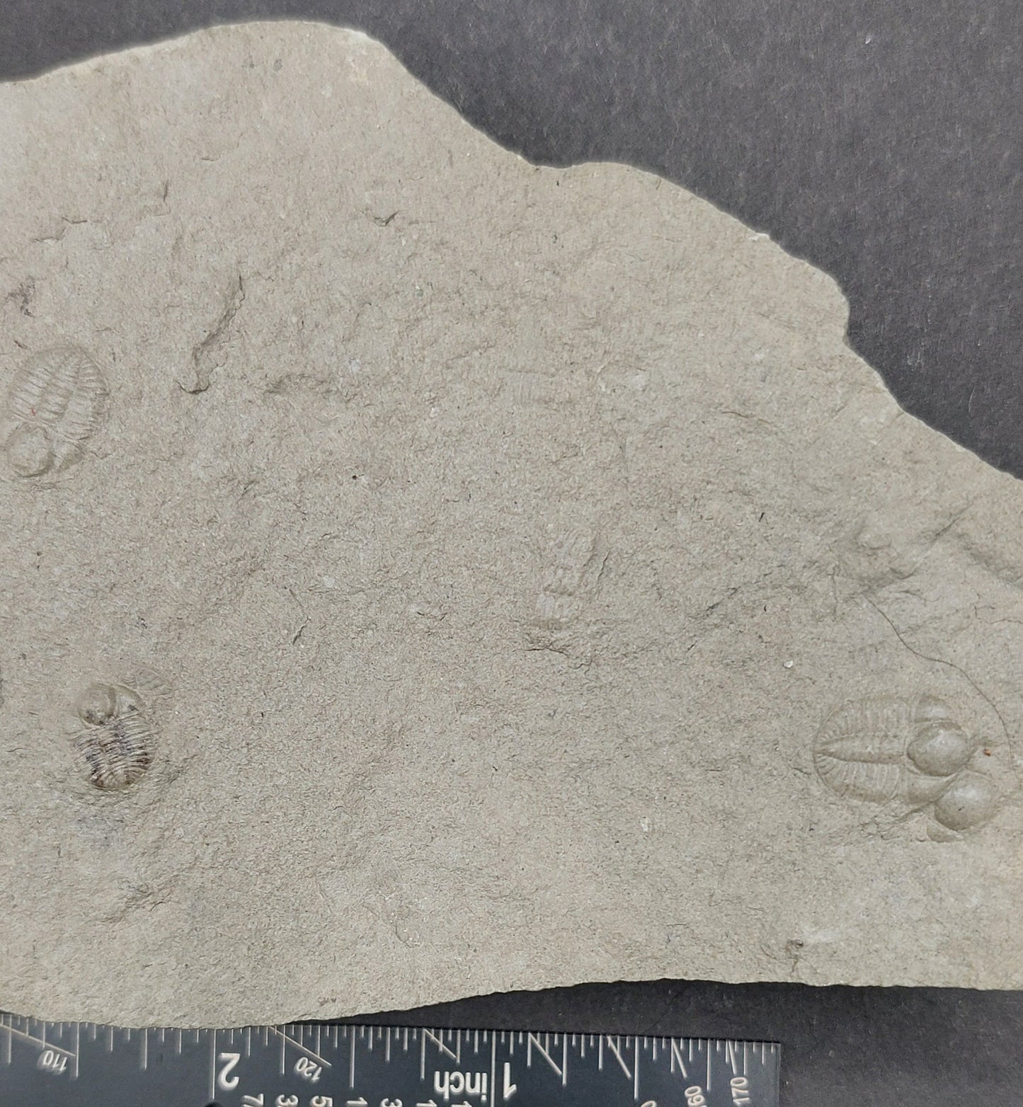 Ampyxina bellatula Triplet-Missouri