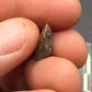 Hadrosaur Unerupted Tooth-Montana 01