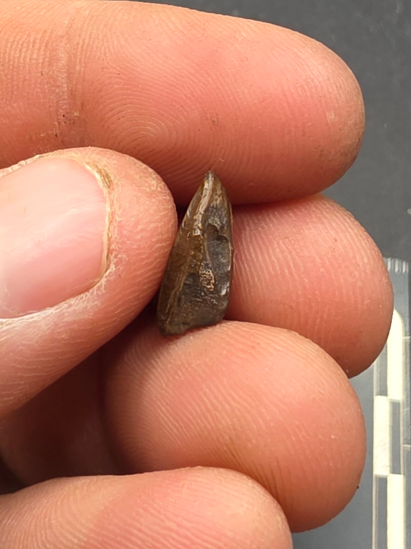 Hadrosaur Unerupted Tooth-Montana 01
