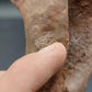 Hadrosaur Chevron-Texas