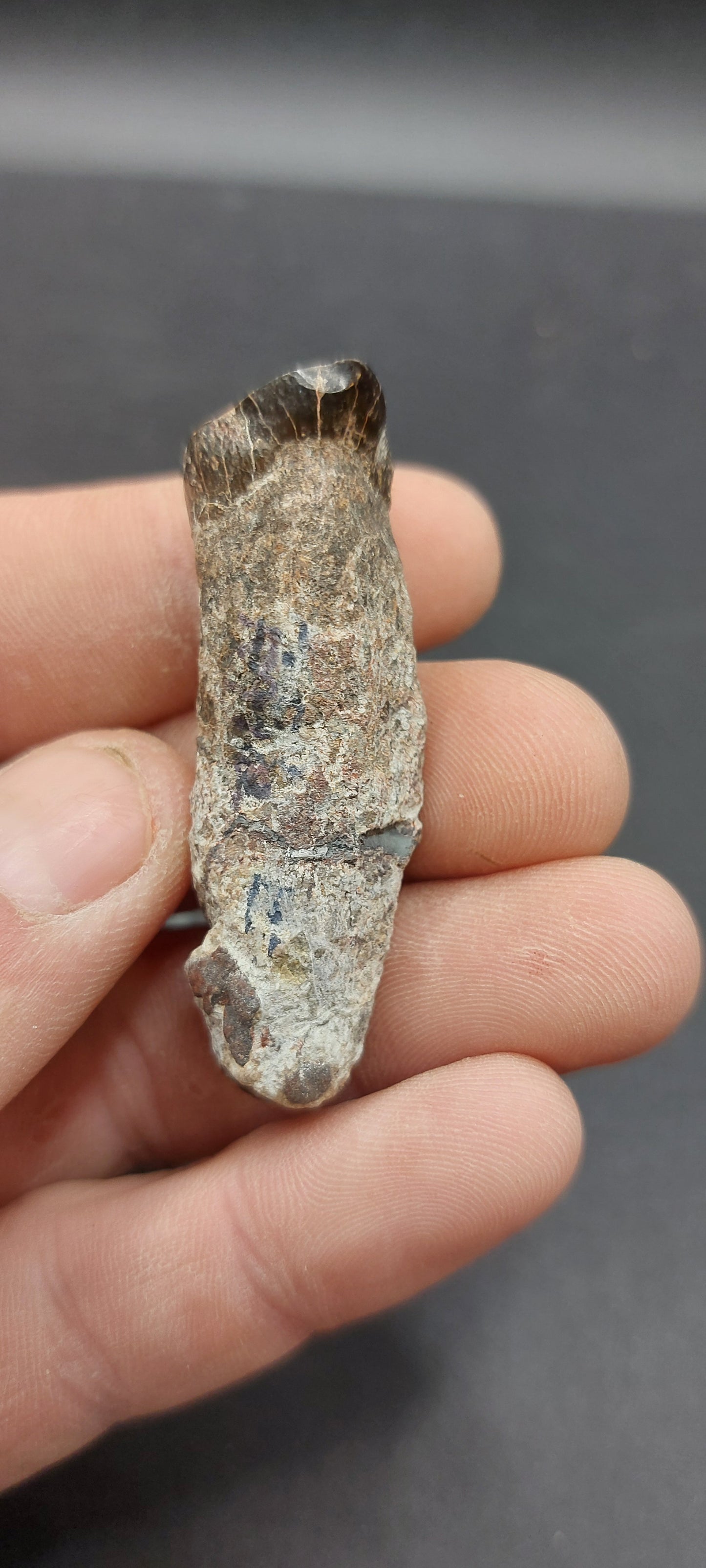 Coryphodon sp. Tooth-Wyoming 05