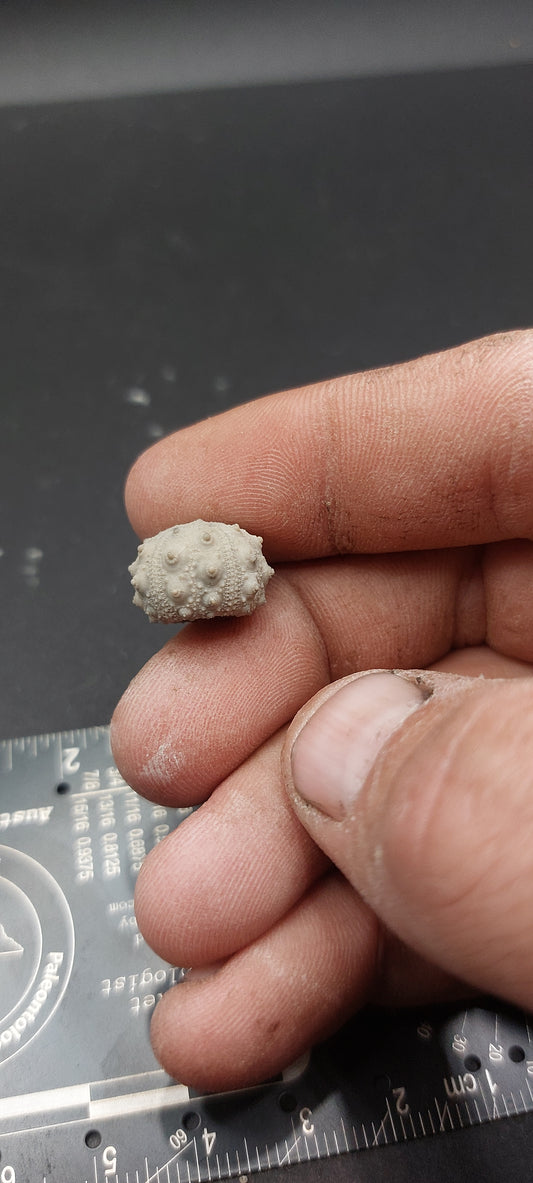 Goniophorus scotti-Texas 03