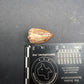 Phytosaur tooth-New Mexico 003