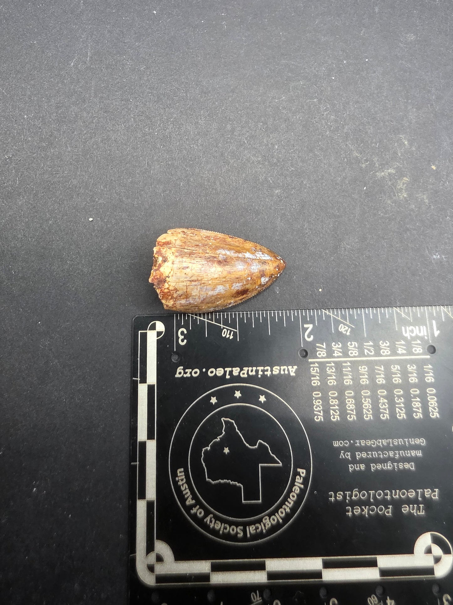 Phytosaur tooth-New Mexico 003