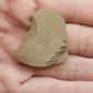 Metasequoia Leaf-Montana 08