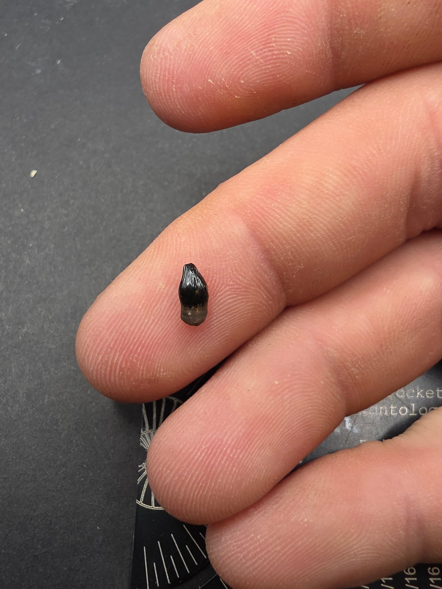 Thescelosaurus Tooth-Montana 03