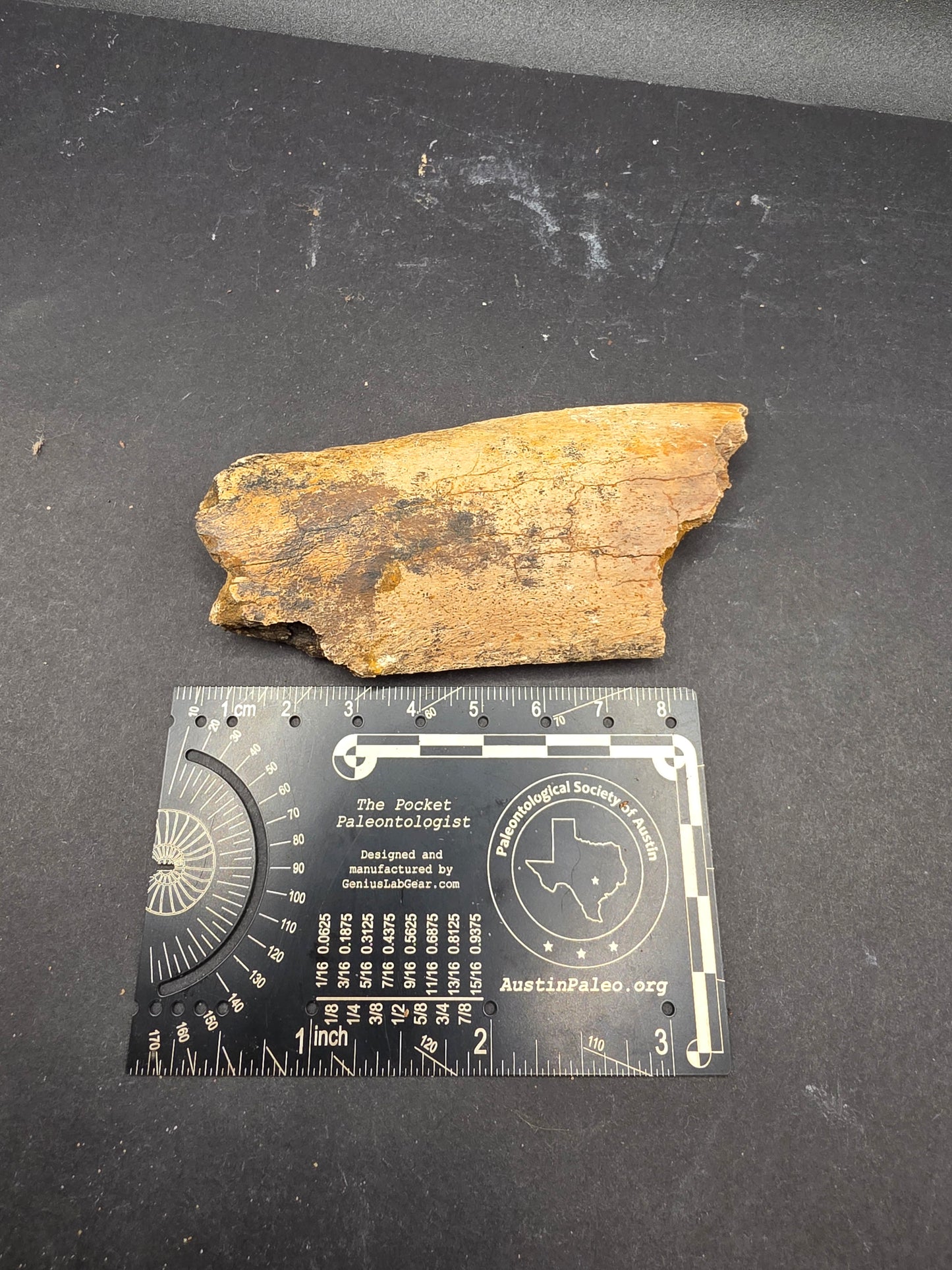 Partial Triceratops Rib on Stand-Montana 01