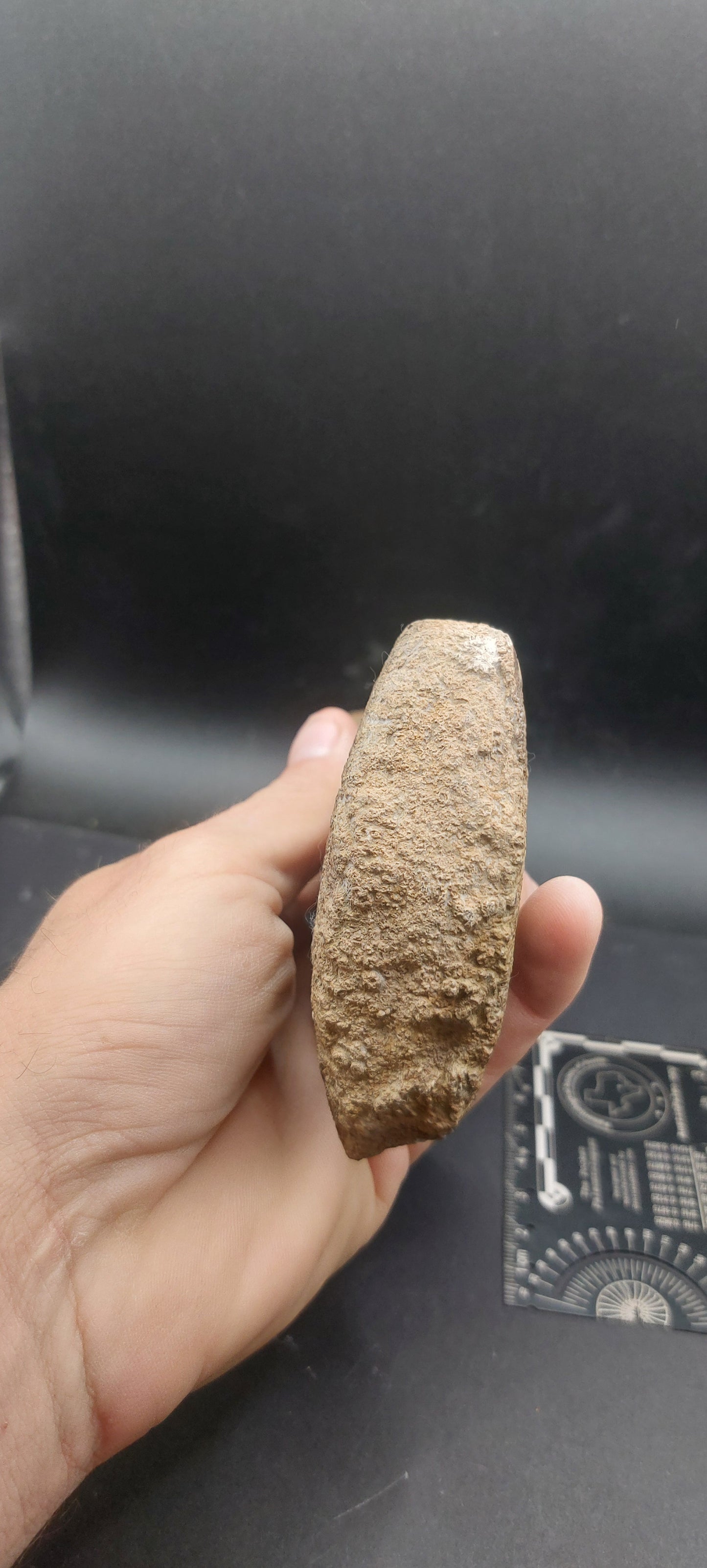 Plesiosaur Femur-Texas