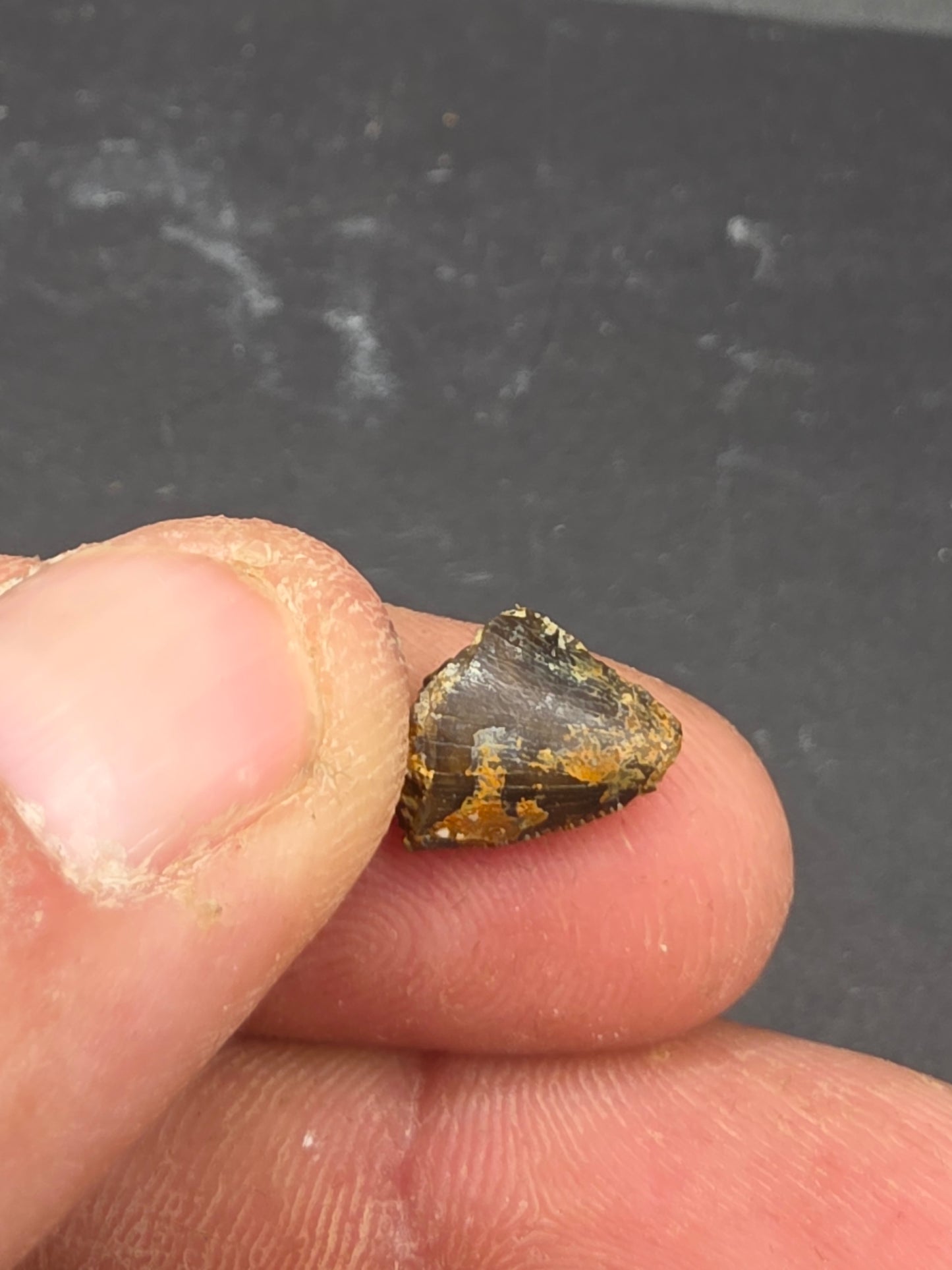Allosaurus sp. Tooth-Colorado 002
