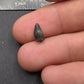 Thescelosaurus Tooth-Montana 02
