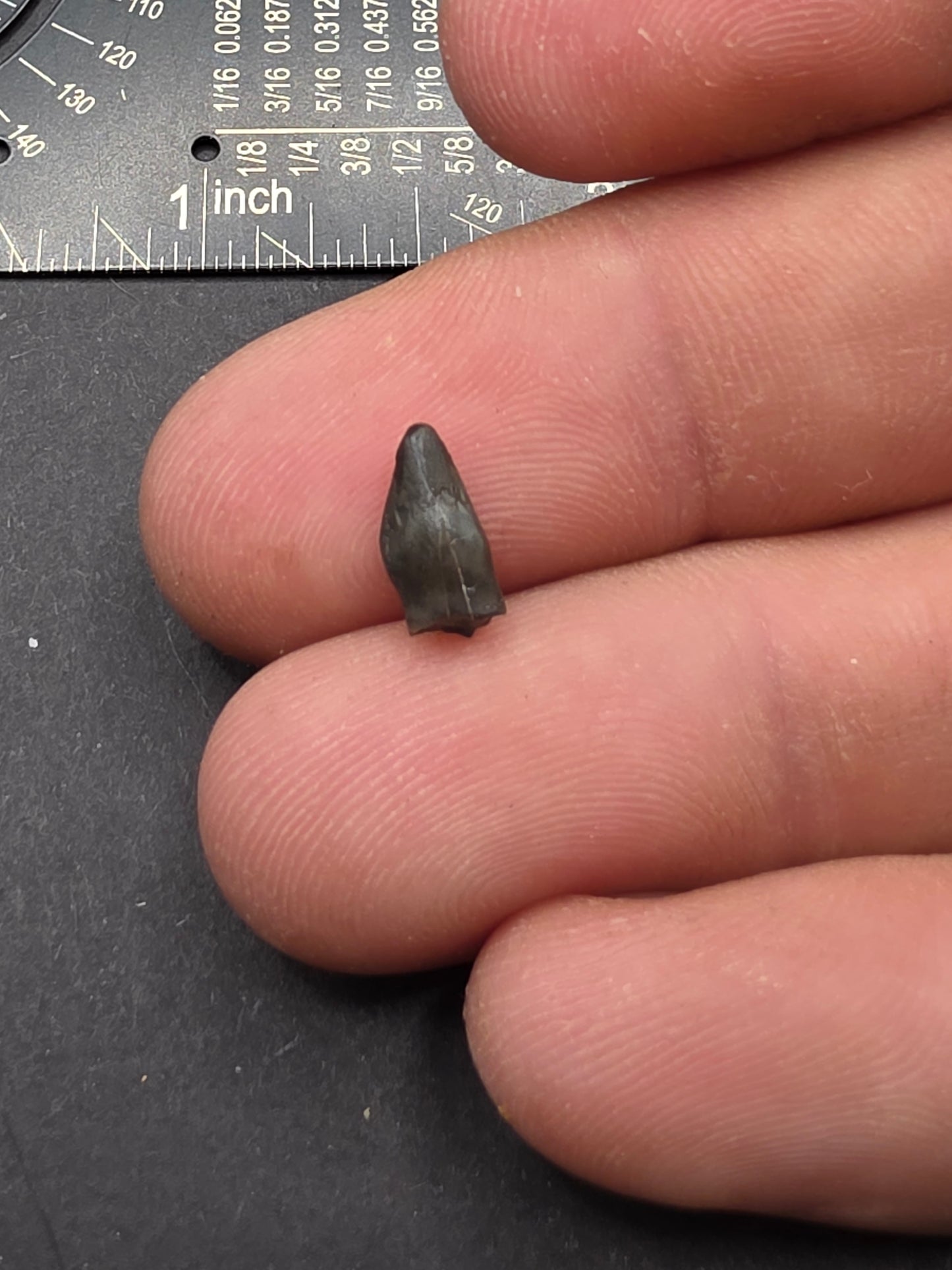 Thescelosaurus Tooth-Montana 02
