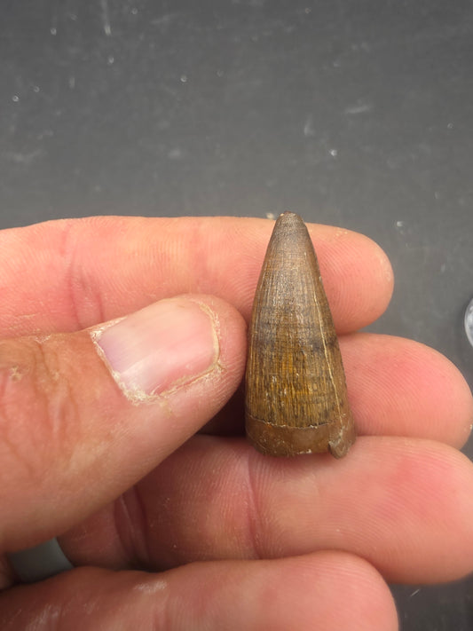 Deinosuchus riograndensis Tooth-Texas 01