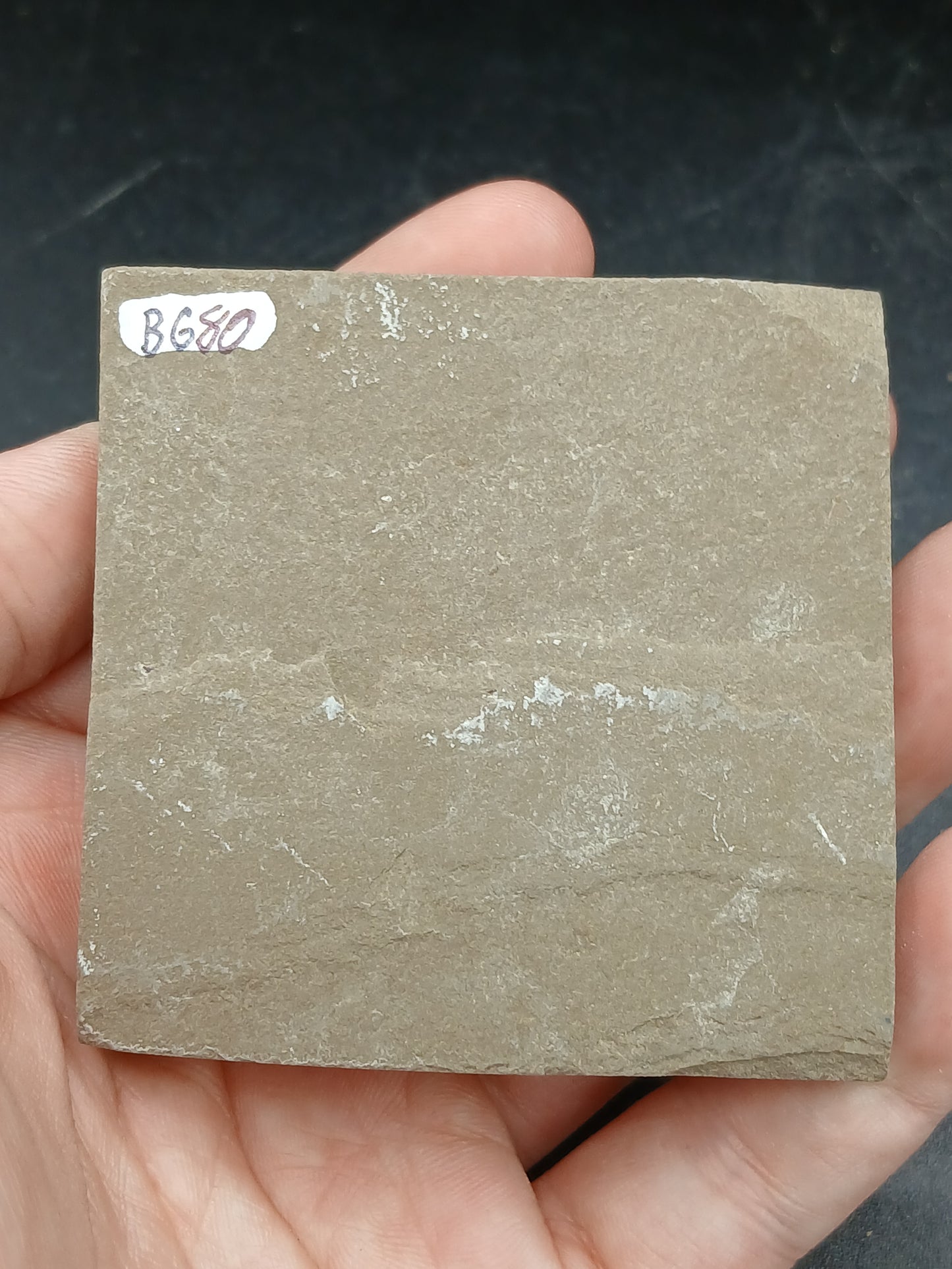 Strepsodus sp. Scale-Montana-BG80
