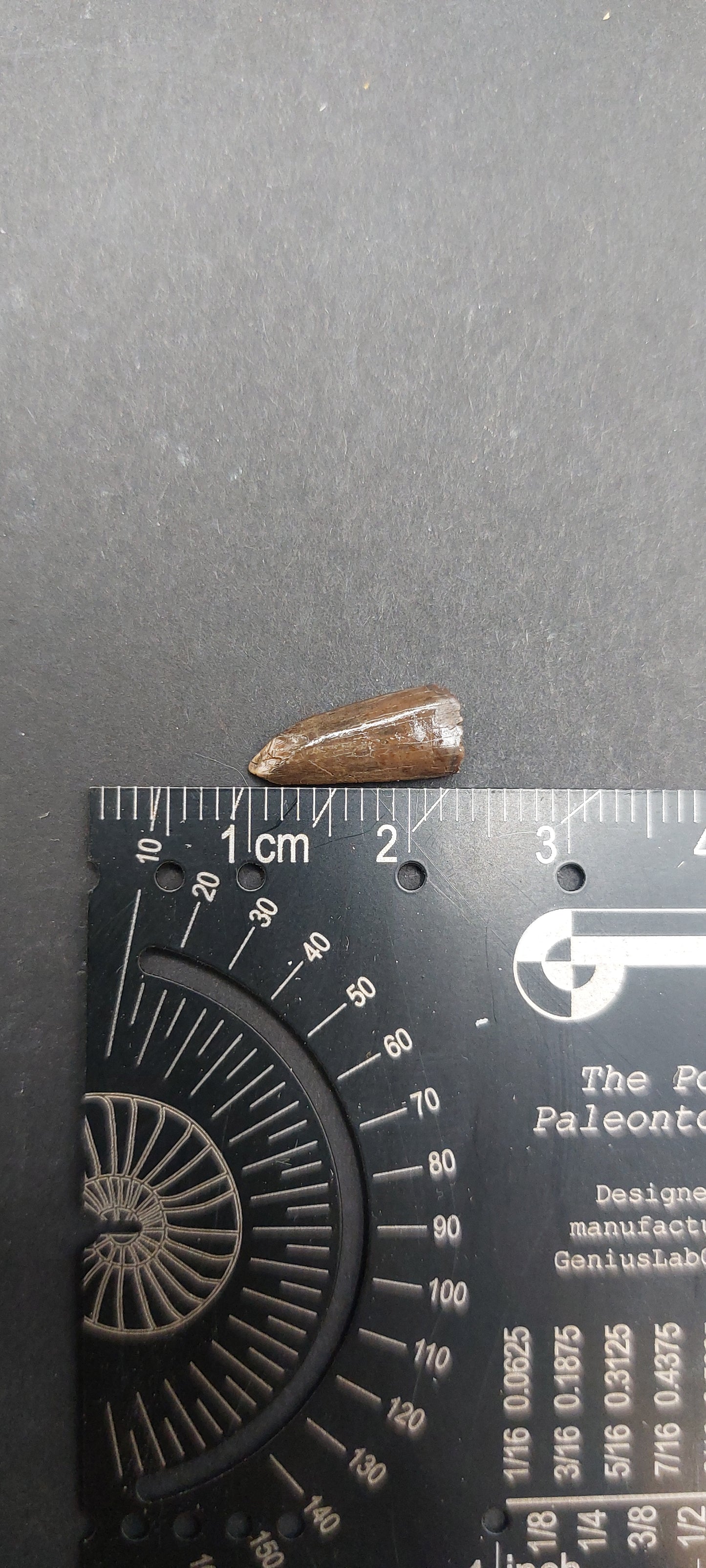 Paronychodon sp. Tooth-Montana