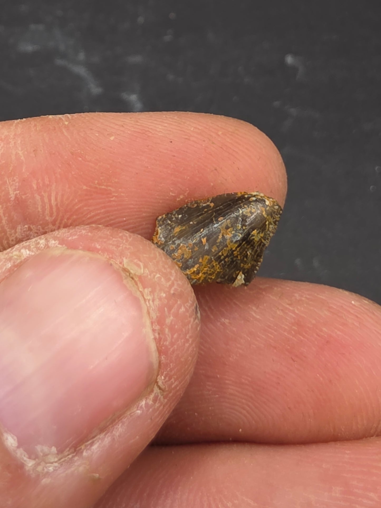 Allosaurus sp. Tooth-Colorado 002