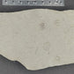 Ampyxina bellatula Triplet-Missouri