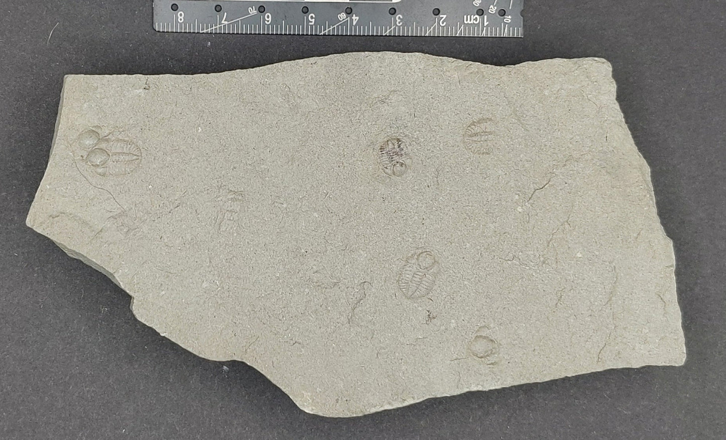 Ampyxina bellatula Triplet-Missouri