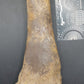 Plesiosaur Femur-Texas